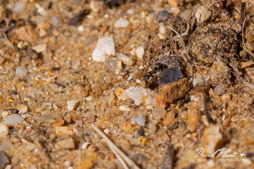 David Plant Photography - Wildlife Photography - Formica cunicularia - C.jpg - Formica cunicularia - Kent
